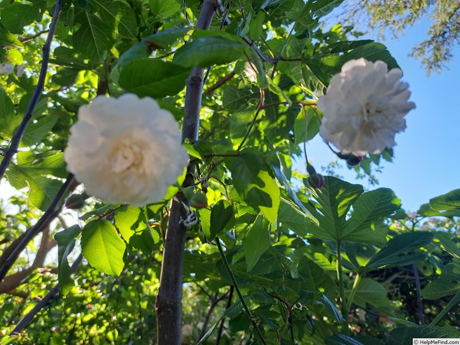 'Félicité-Perpétue' rose photo