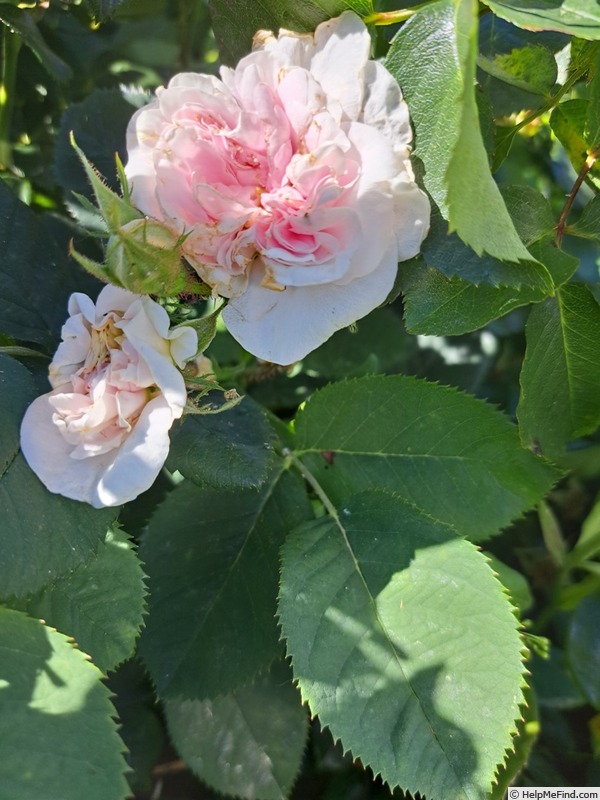 'Cuisse de Nymphe Émue' rose photo