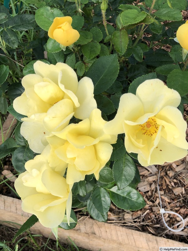 'Grace N’ Grit ™ Yellow' rose photo
