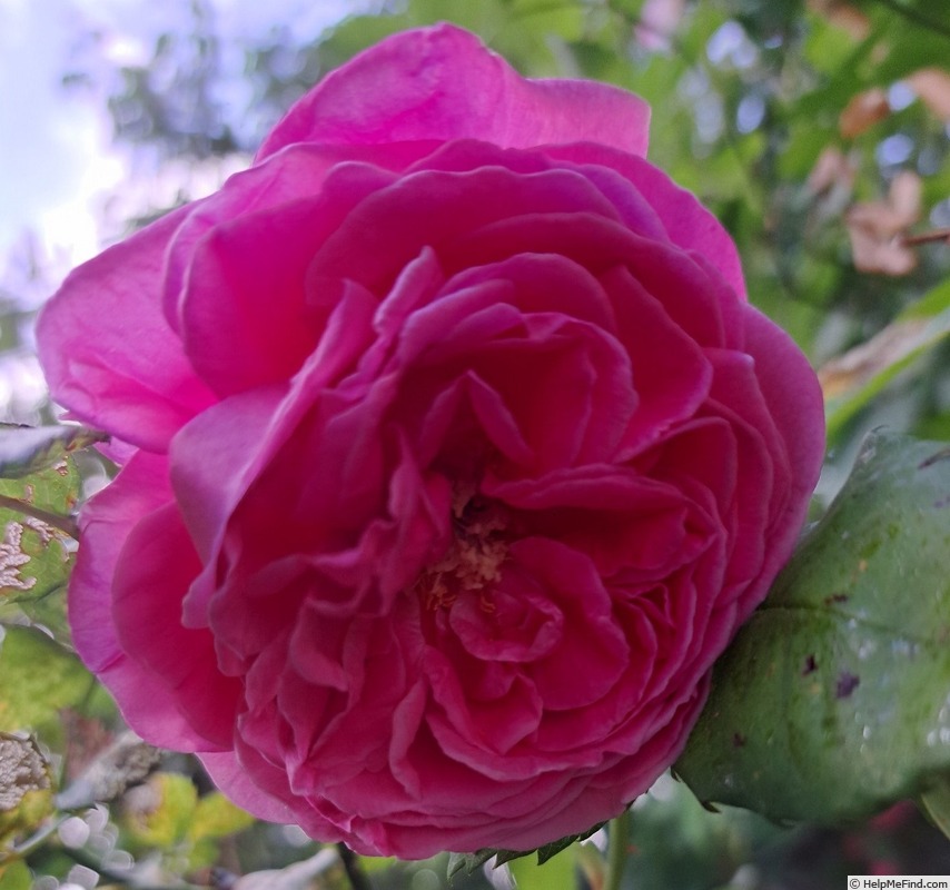 'Gabriel Oak ™' rose photo