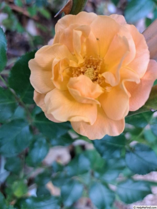 'Calizia ®' rose photo