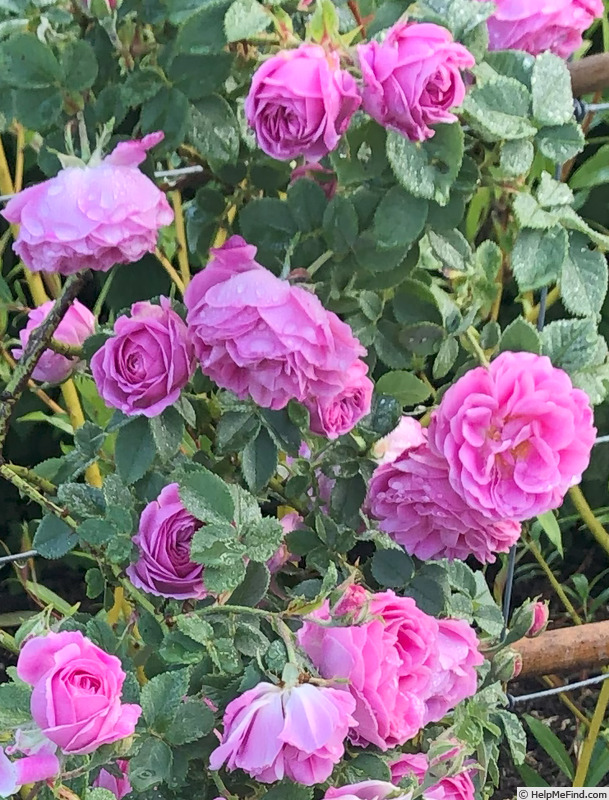 'Queen of the Bourbons' rose photo