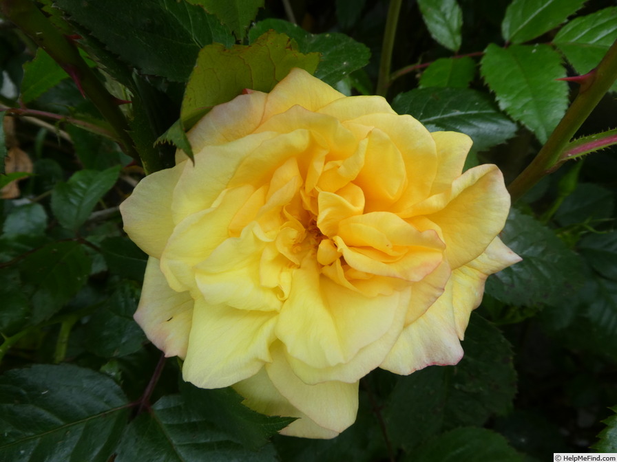 'Postillion ® (shrub, Kordes 1998)' rose photo
