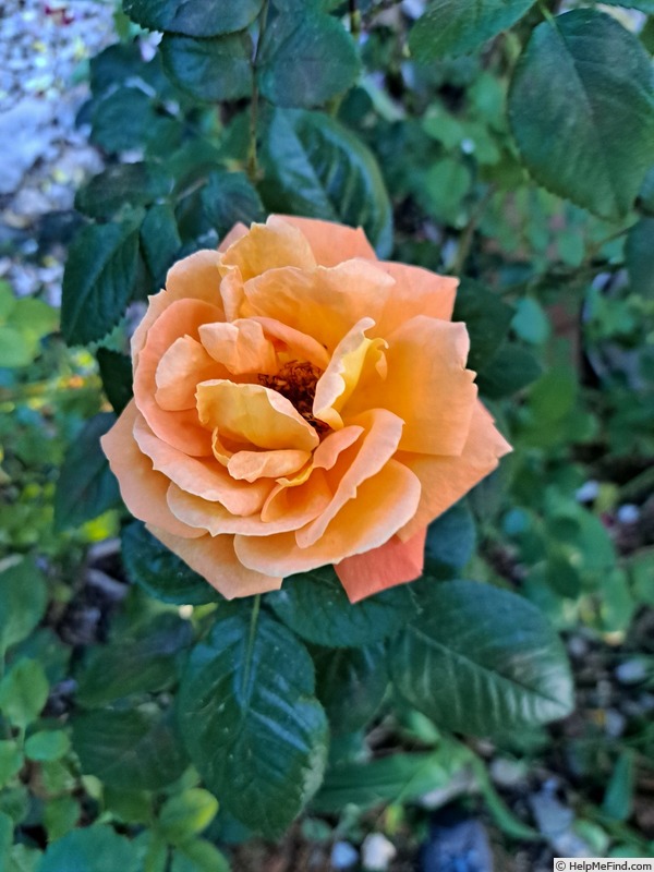 'Louis de Funès ®' rose photo