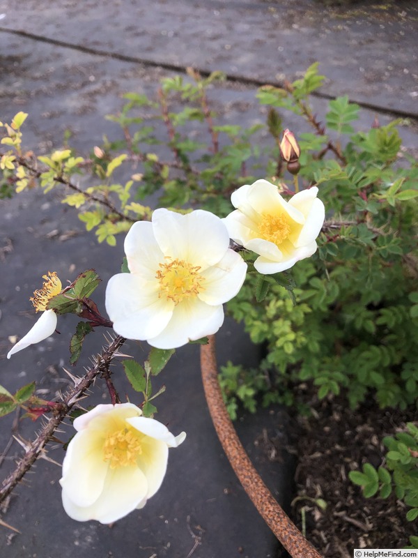'AKA 1-20' rose photo