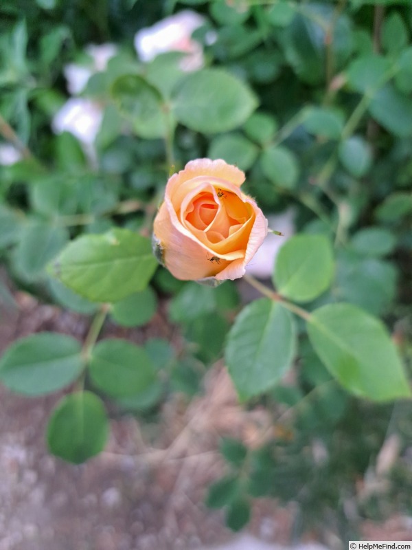'Bathsheba' rose photo