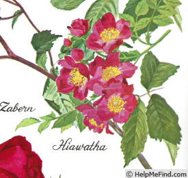 'Hiawatha' rose photo