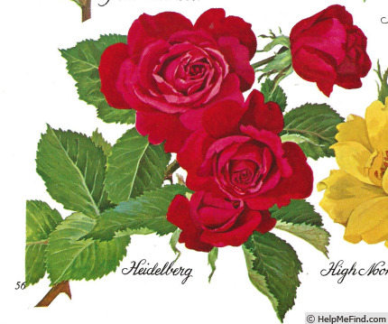 'Heidelberg (cl. floribunda, Kordes, 1959)' rose photo