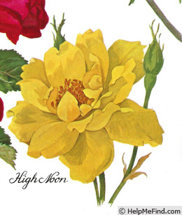 'High Noon' rose photo