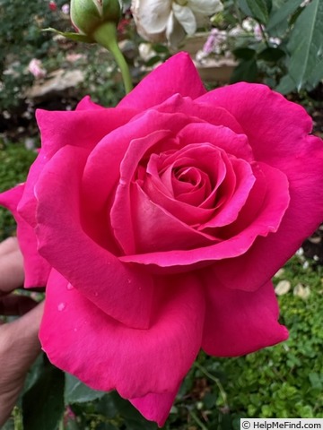 'Bambey' rose photo