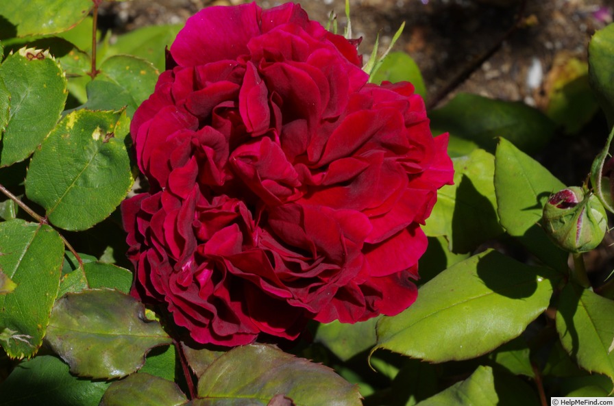 'Will Rogers' rose photo