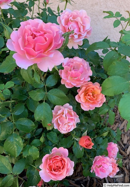 'Jean Cocteau ®' rose photo