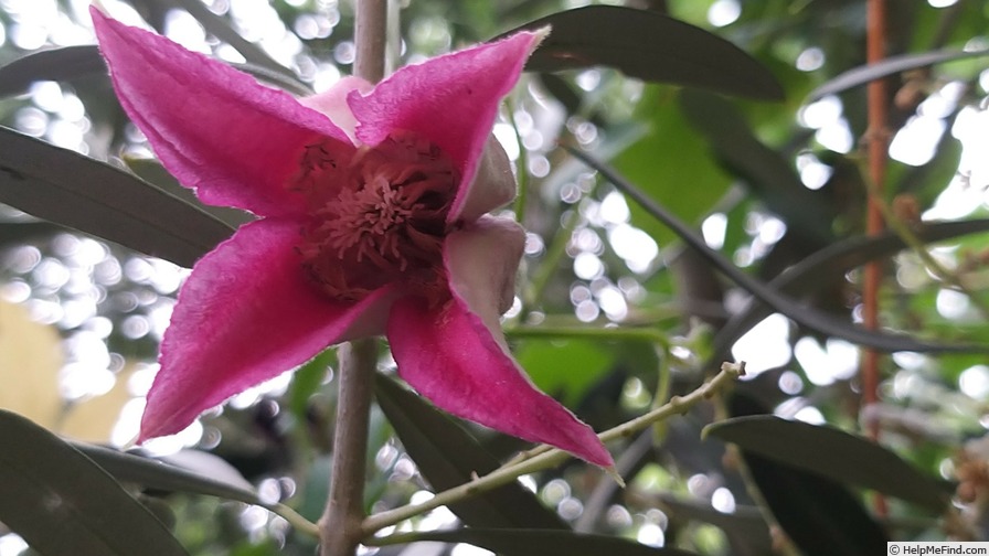 'C. texensis Queen Maxima 'Wellmax'' clematis photo