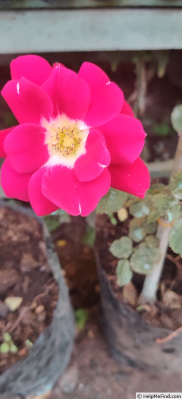 'Hakone Star™' rose photo