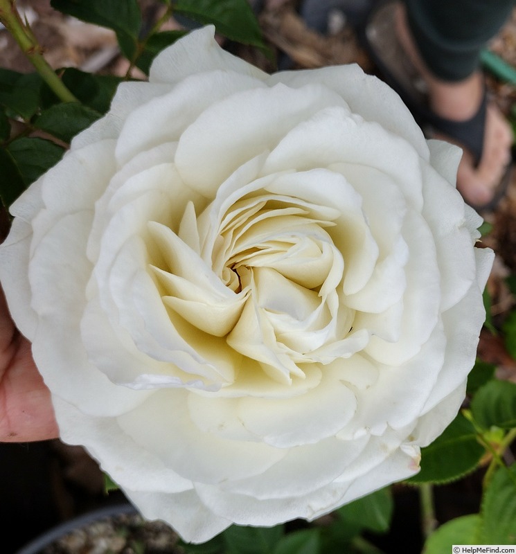 'Dmitri Hvorostovsky' rose photo