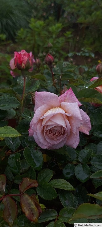 'Kathryn (floribunda, Rawlins, 2010)' rose photo