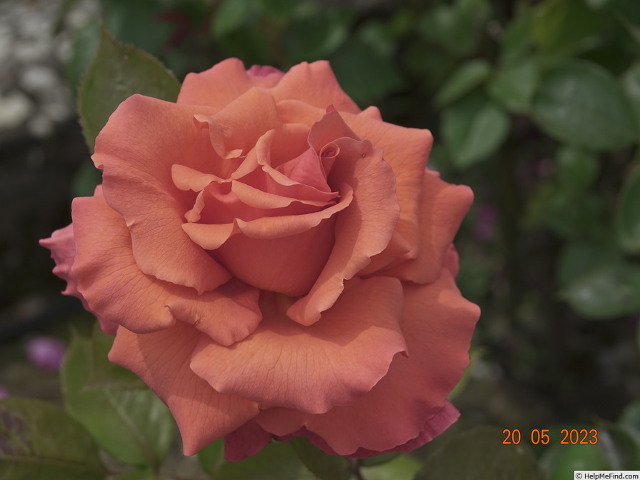 'Anne Vanderlove ®' rose, click to enlarge 'Anne Vanderlove ®' rose photo