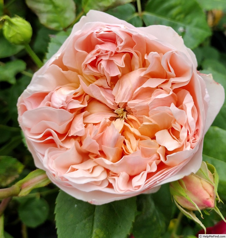 'Evelyn ™ (shrub, Austin, 1991)' rose photo