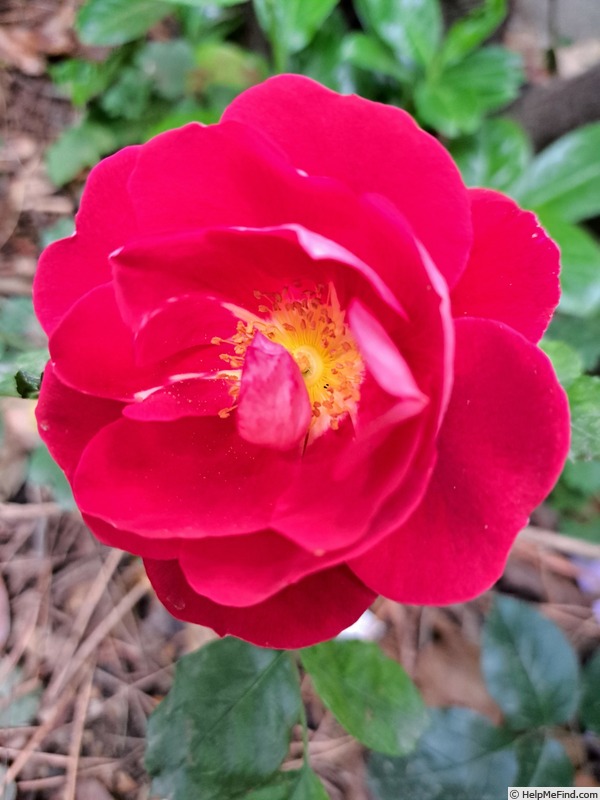 'Caracho ®' rose photo