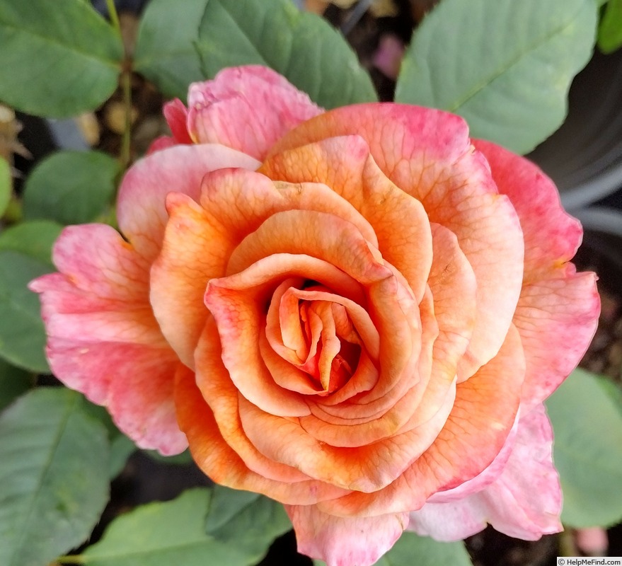 'Velvet Orange (hybrid tea, Coiner 2010)' rose photo