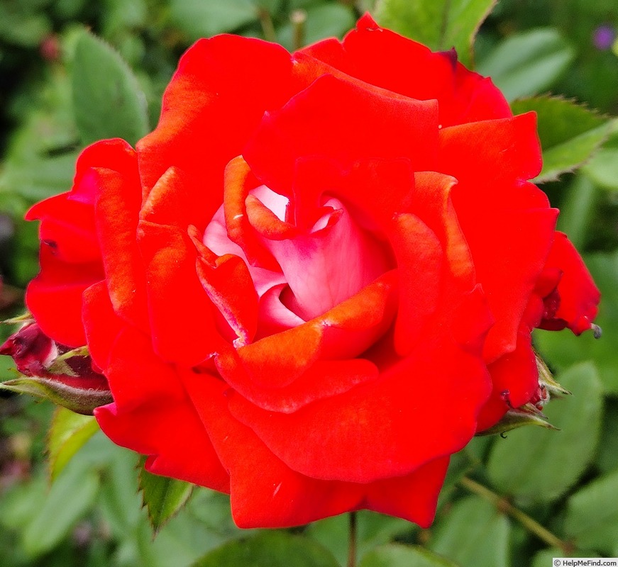 'Rocky ™' rose photo