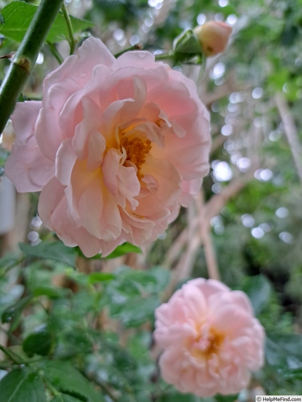 'Lovely Meilland' rose photo