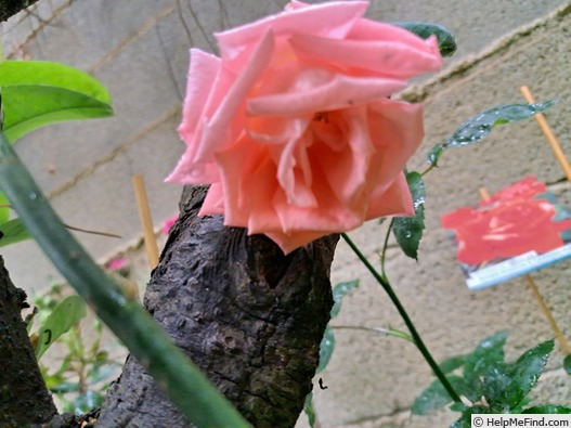 'Prince Klaus' rose photo