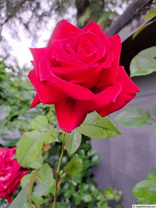 'Hacienda ®' rose photo