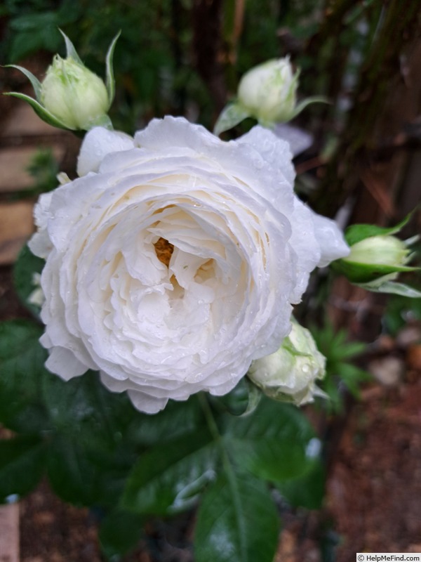'Crémet d'Anjou ®' rose photo