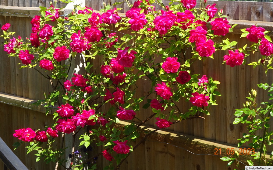 'Marie Nabonnand' rose, click to enlarge 'Marie Nabonnand' rose photo