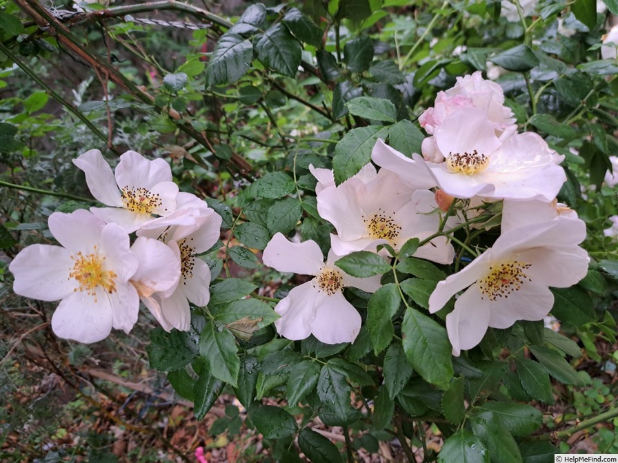 'Sally Holmes (Hybrid Musk, Holmes, 1976)' rose photo