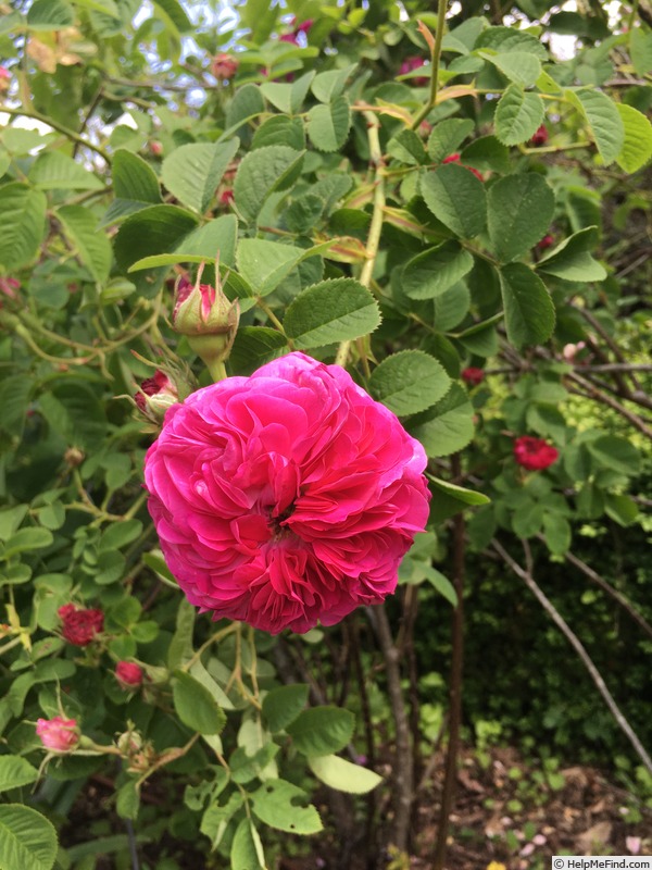 'Duc de Cambridge (hybrid perpetual, Margottin, 1857)' rose photo