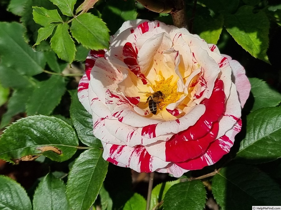 'Scentimental ™ (floribunda, Carruth, 1996)' rose photo