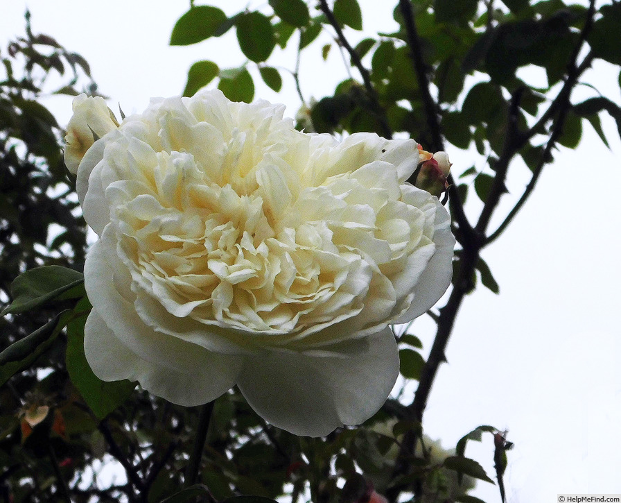 'Sombreuil (LCl, Unknown circa 1940)' rose photo