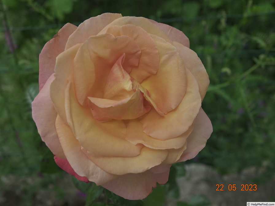 'Chicago Peace' rose photo