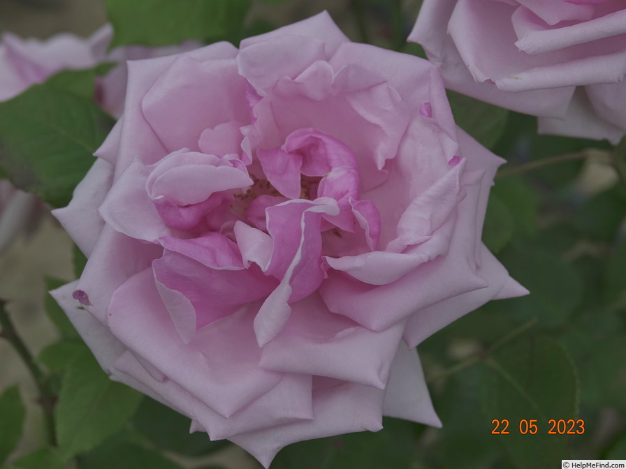 'La France' rose photo