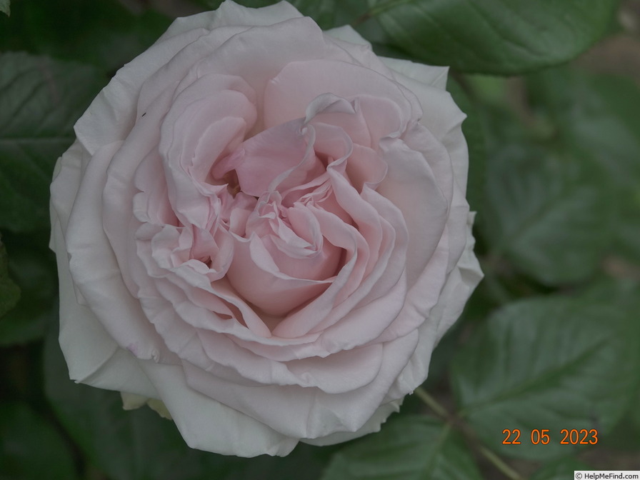 'Pretty Woman ® (hybrid tea, Mouchotte/Meilland, 1996)' rose photo