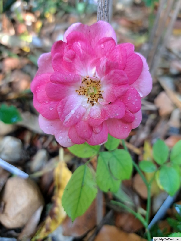 'Pink Emely ®' rose photo