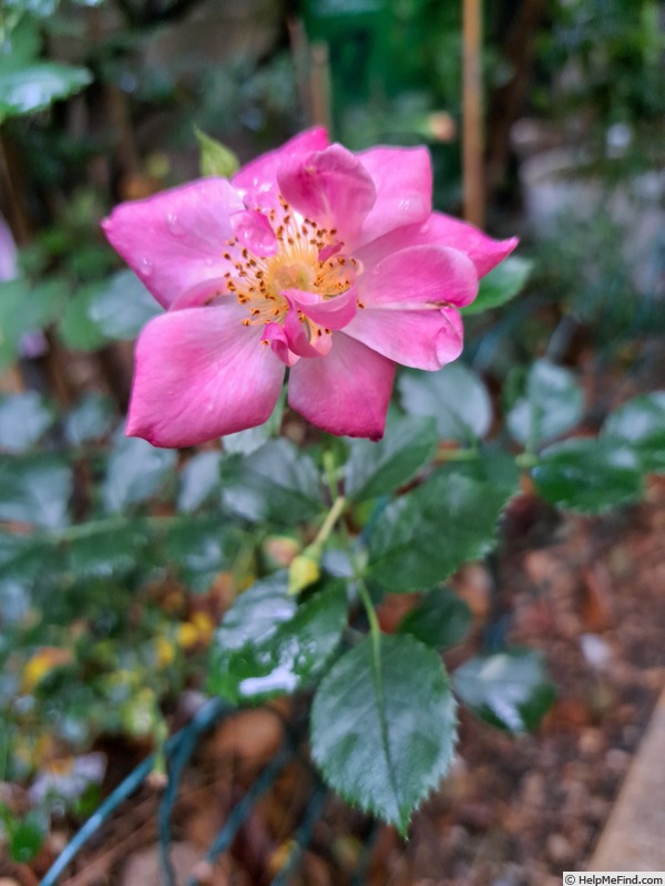 'Bee's Paradise ® Pink' rose photo