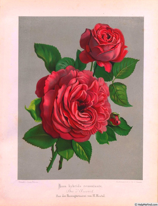 'Duc d'Harcourt' rose photo