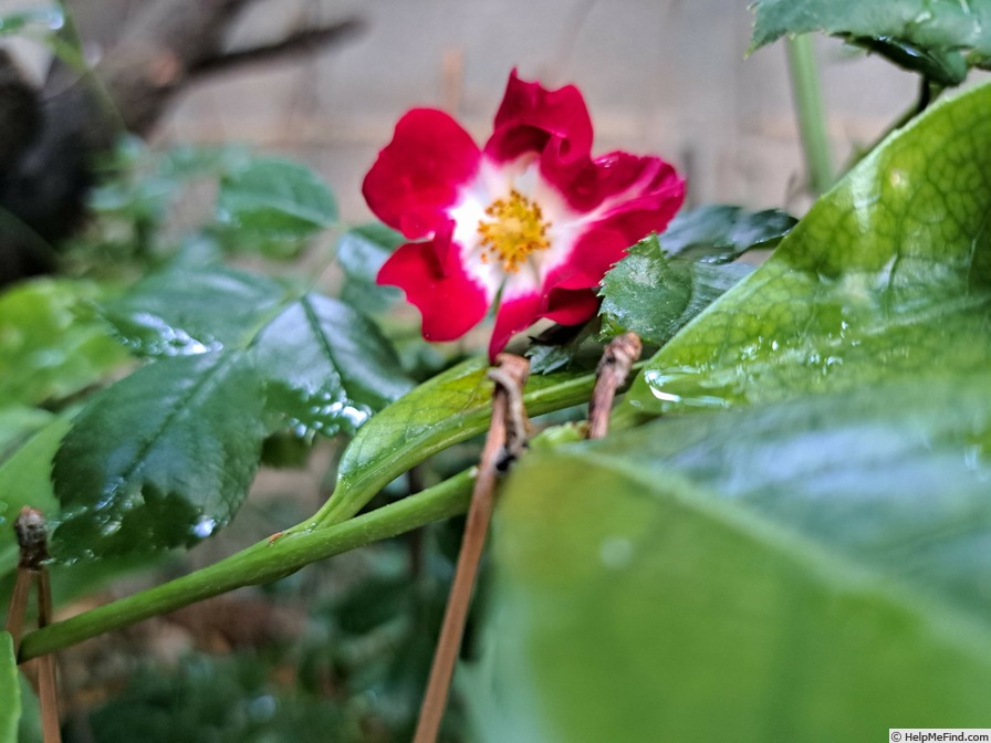 'Rambling Rosie' rose photo