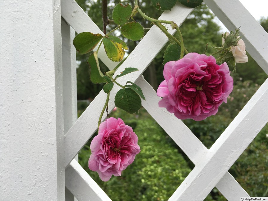 'Russell's Cottage Rose' rose photo