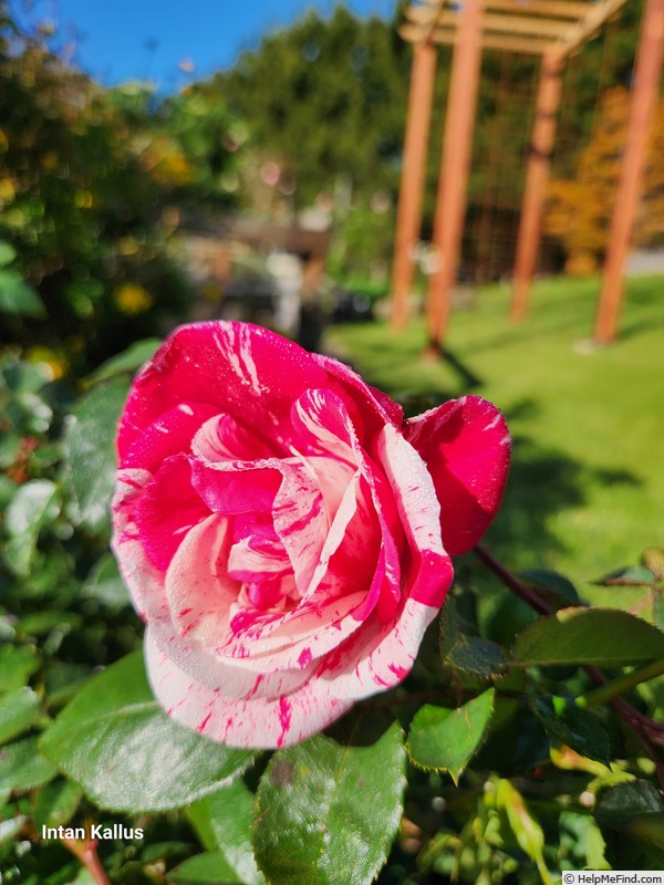 'Werribee Park' rose photo
