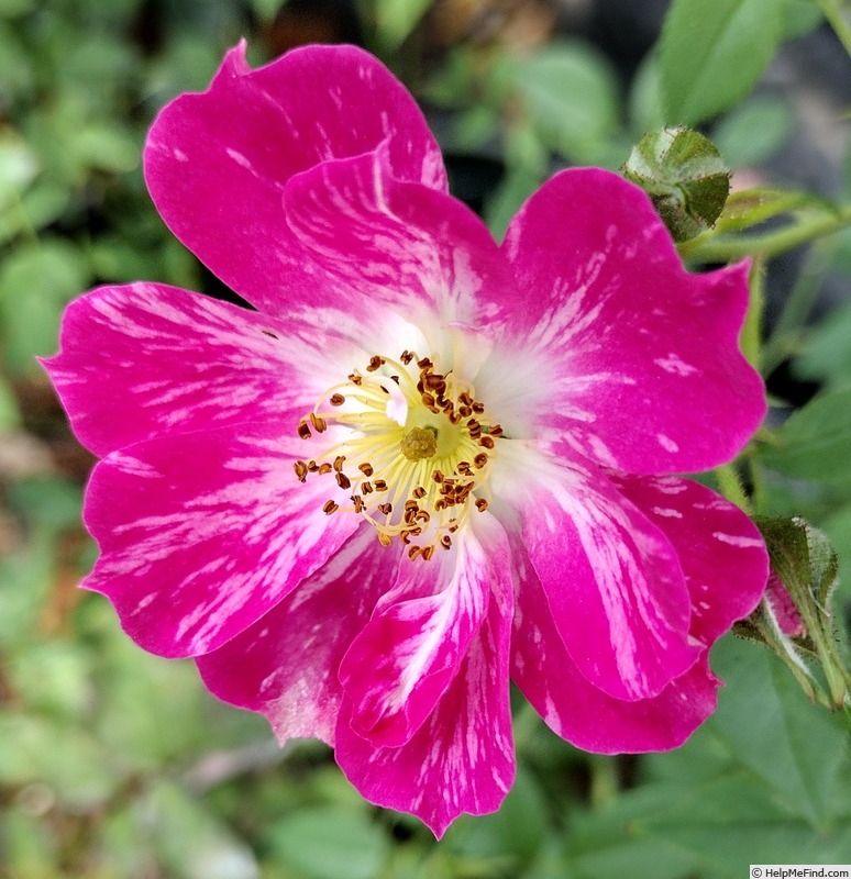 'Candy Cane (miniature climber, Moore 1958)' rose photo