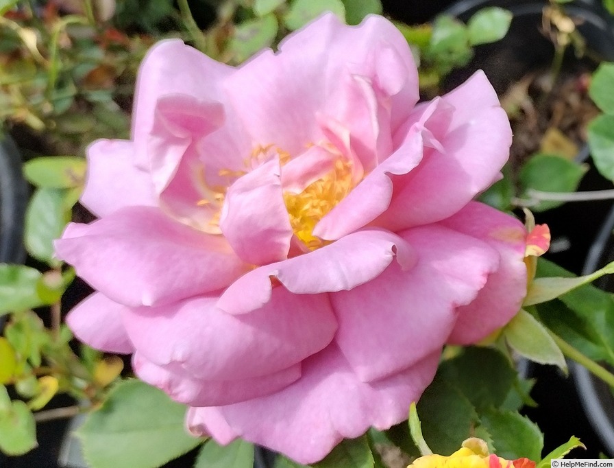 'Lady Olenna' rose photo