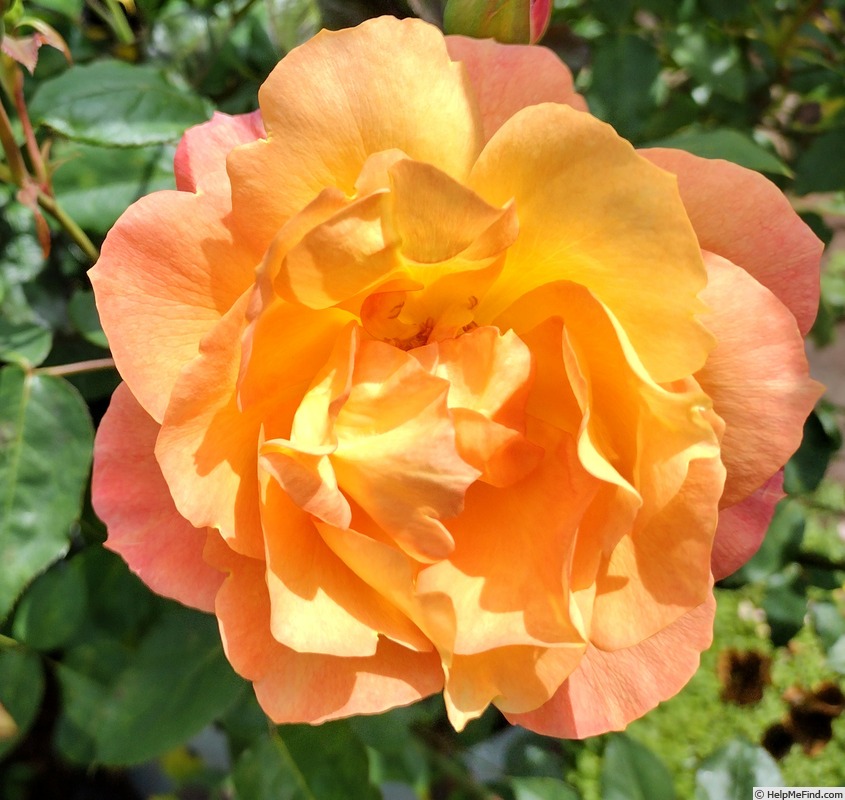 'Ruth Tiffany' rose photo