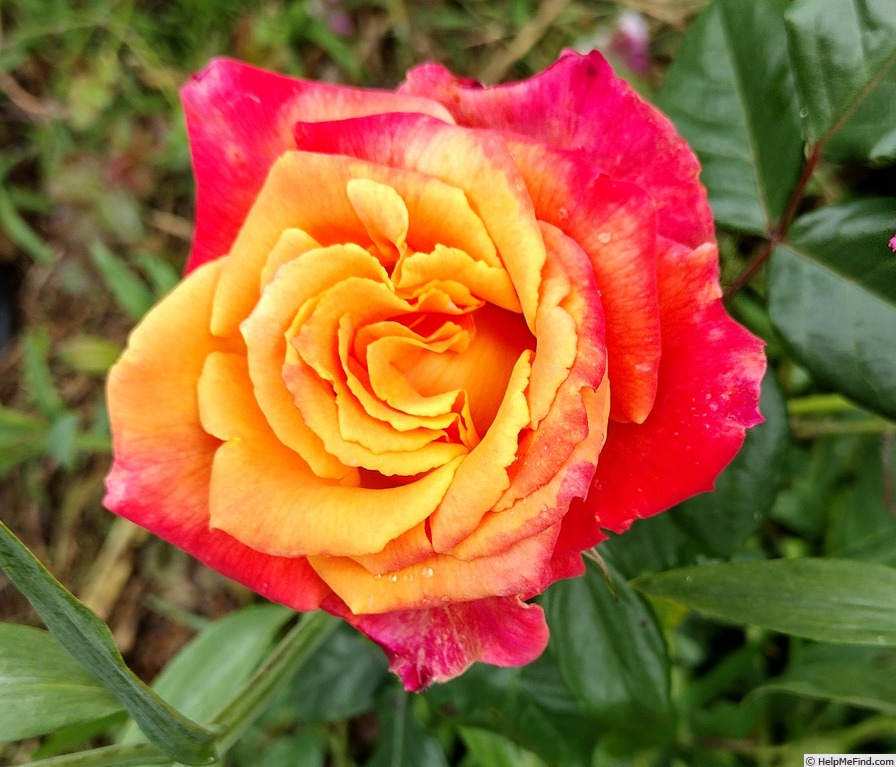 'Bronze Sunset' rose photo