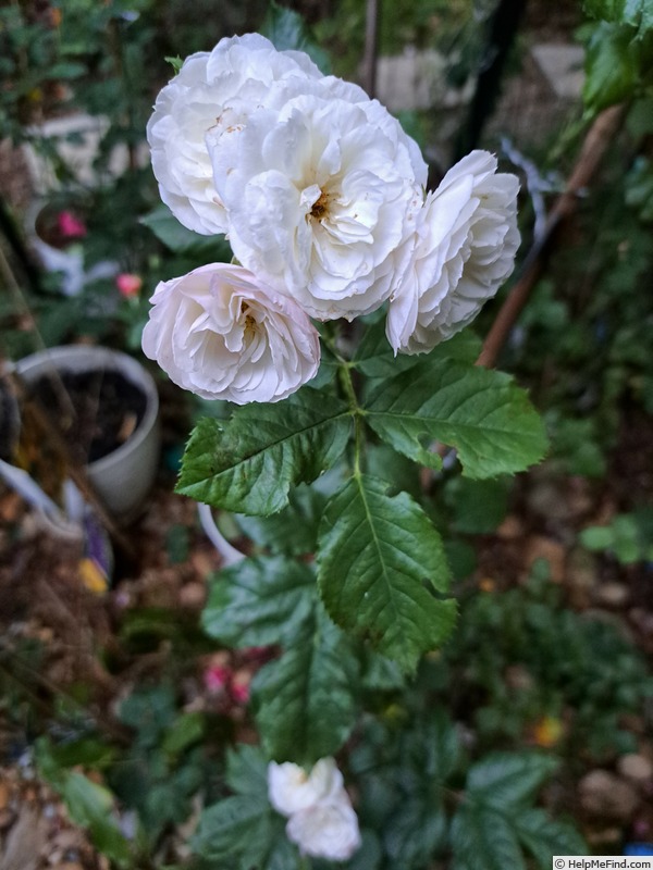 'Bouquet Parfait ® (Hybrid Musk, Lens, 1989)' rose photo