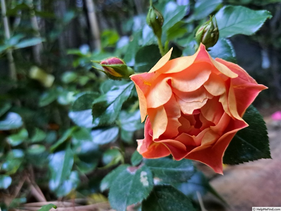 'Bee's Paradise ® Mango' rose photo
