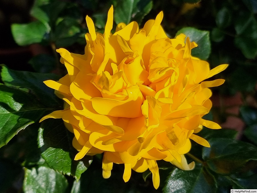 'Golden Lady Ruffles ®' rose photo
